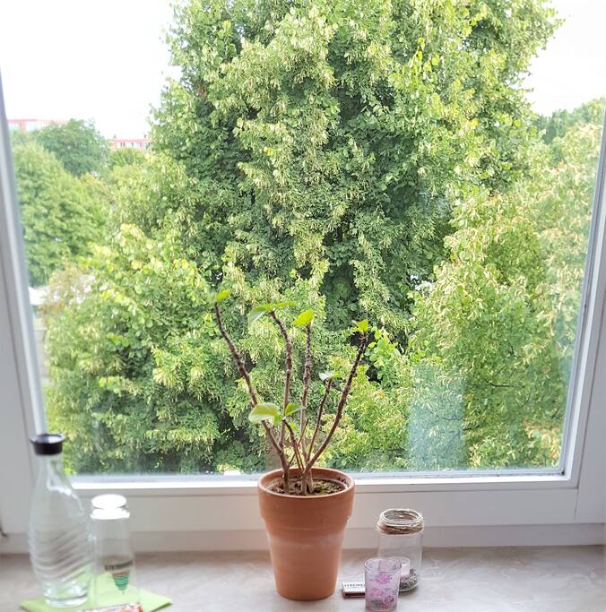 Blick ins Grüne von deinem Zimmer aus