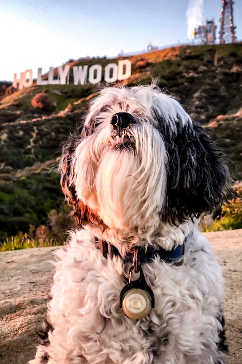 Показать полноэкранное фото от хозяина