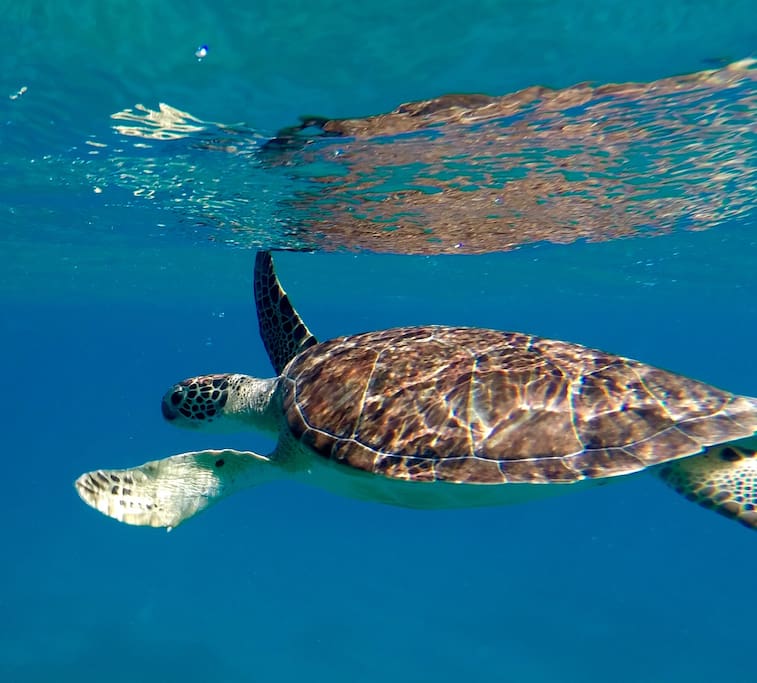 Swim with the turtles.