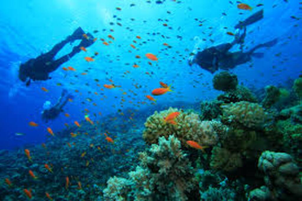 Local diving 10 minutes to beautiful Jervis Bay or 40 minutes to Ulladulla, 10 minute boat ride out from Ulladulla, 45 minute boat ride out from Huskisson