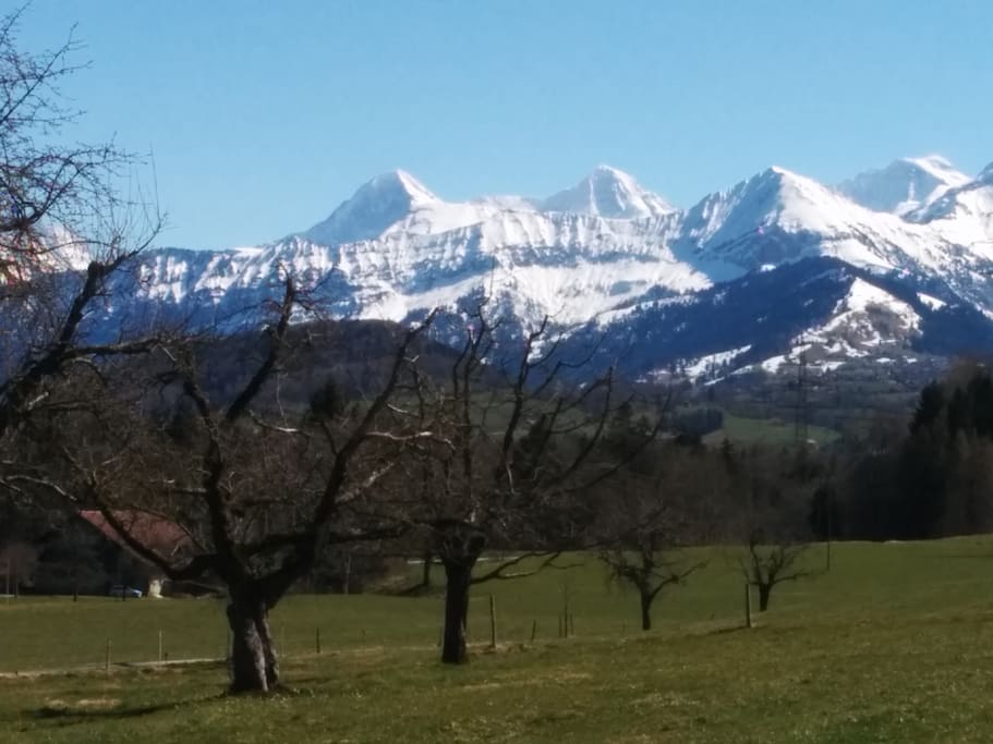 Blick vom Garten auf Eiger,Mönch,Jungfrau