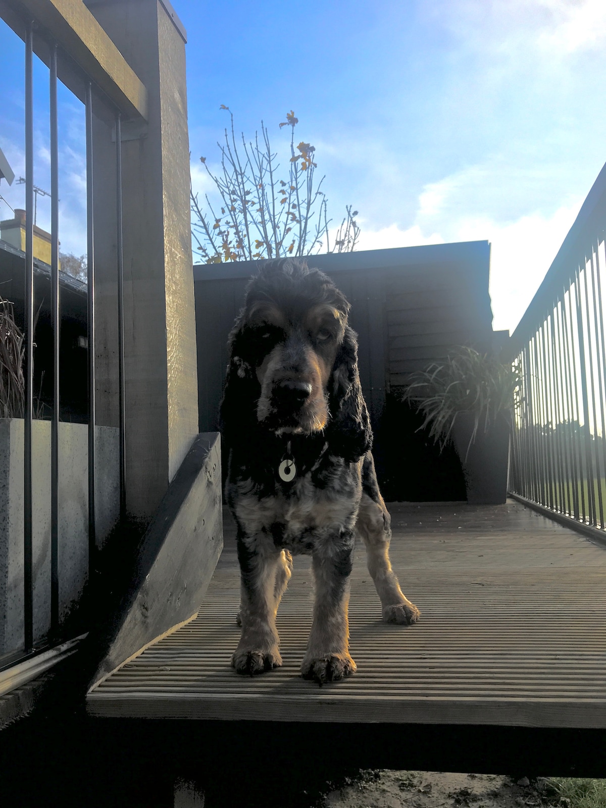A dog stands on a wooden ramp, looking directly towards the camera. The background features green plants, and the sky is visible with soft clouds. The ramp leads to a terrace area, creating an inviting outdoor space.