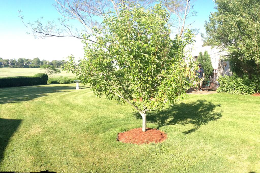 back yard view to the marsh