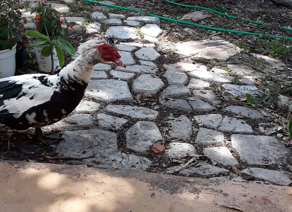 Muscovy Duck Meandering past my front stoop. I call this one mohawk!
