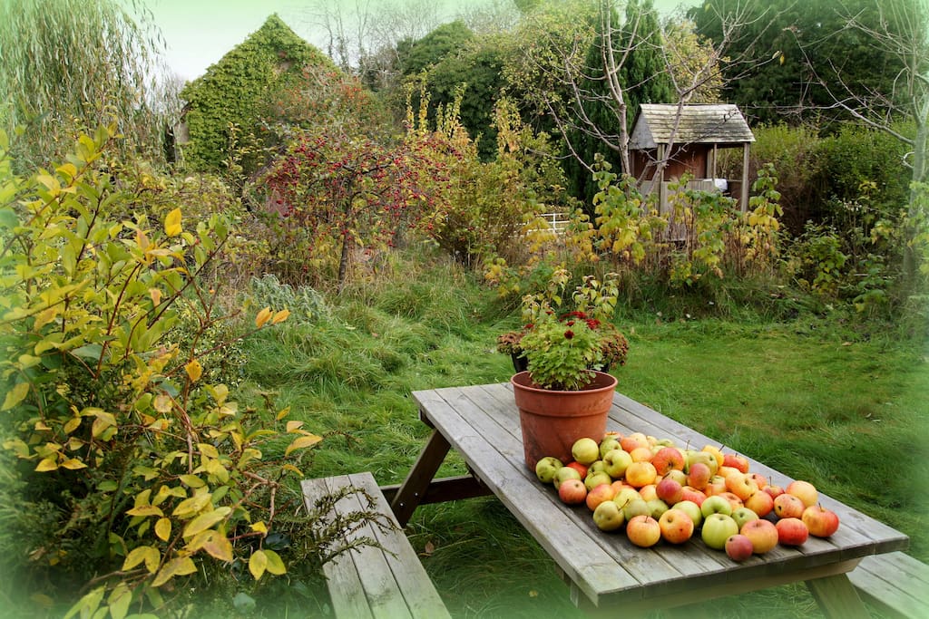 Autumnal garden with apples dropping off the trees
