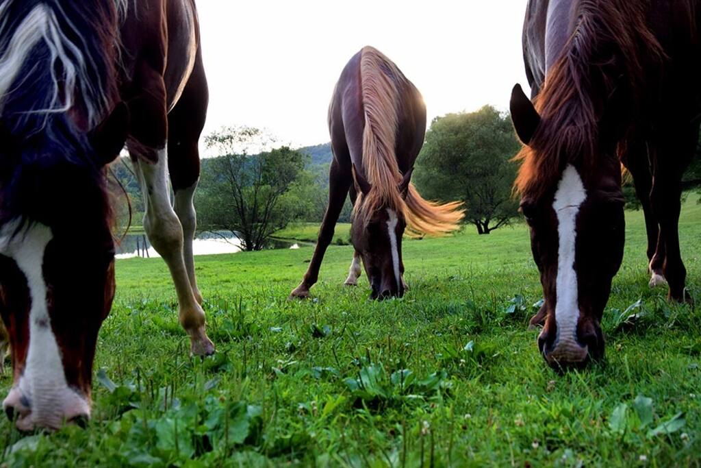 where our horses graze freely