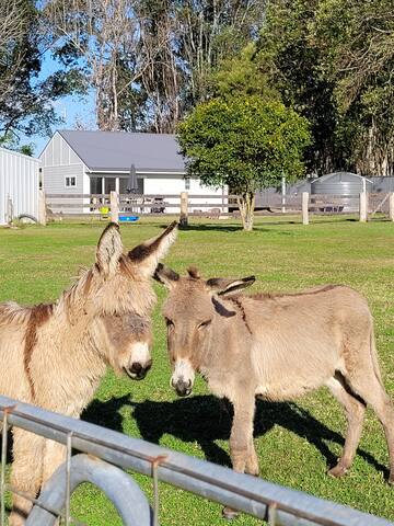 979 Cottage -feed animals, pedal cart track, creek