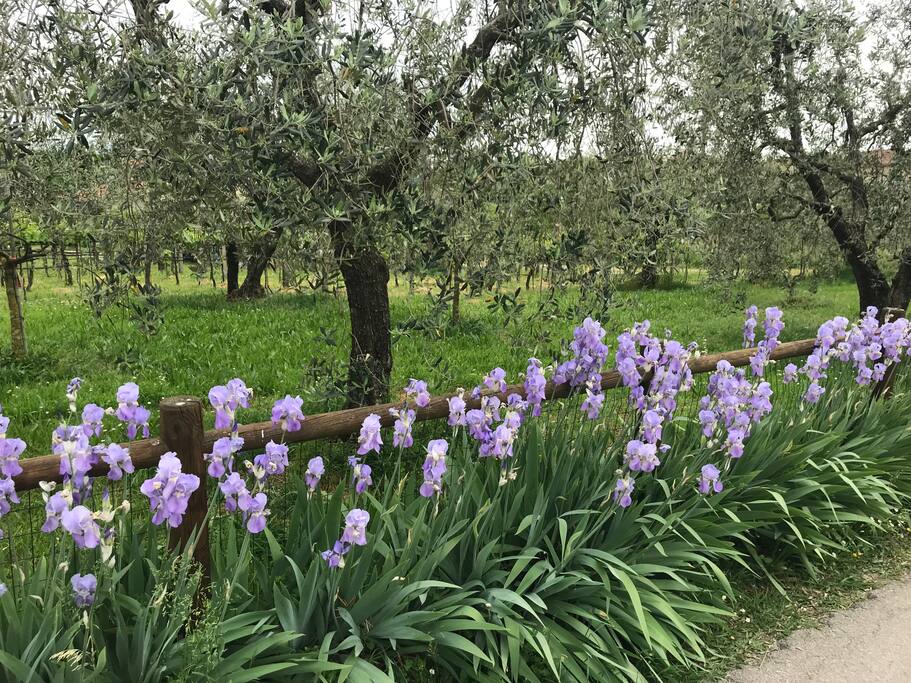 Esterno giardino