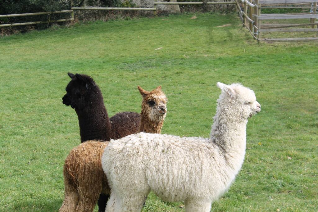 Our three alpacas, Wingnut, Rusty and Ombre