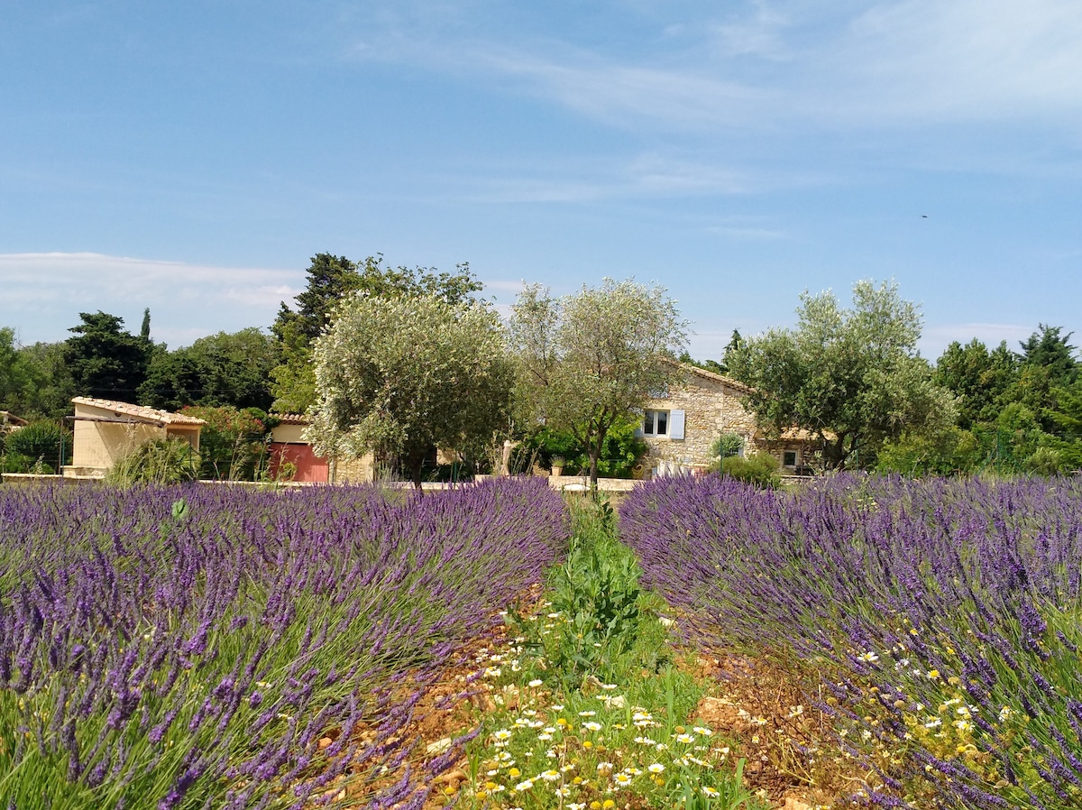 Rows of vibrant lavender plants stretch towards a charming stone property, surrounded by olive trees and greenery. The landscape includes colorful wildflowers, creating a serene and natural environment under a clear blue sky.