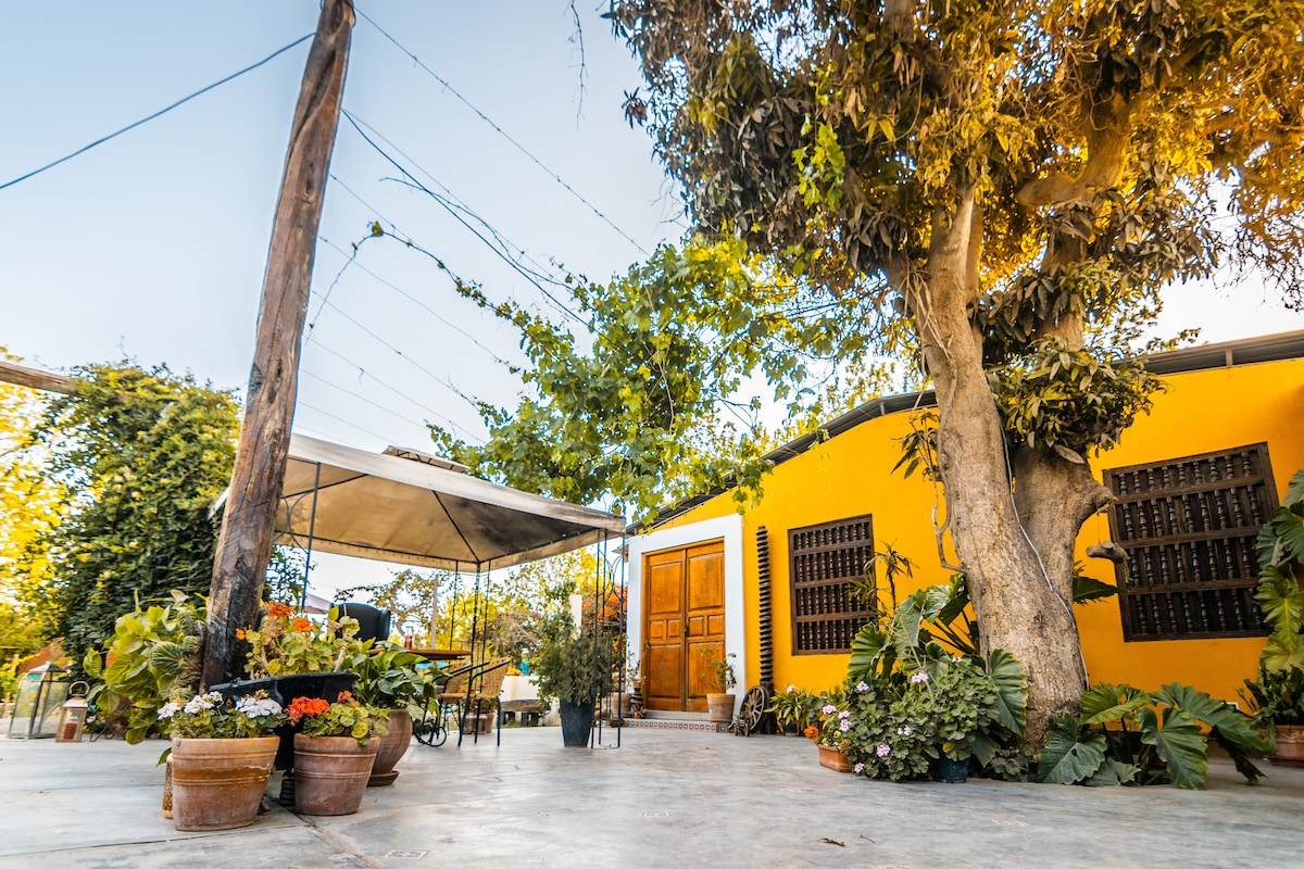 A vibrant outdoor area features a large yellow building complemented by lush greenery and potted plants. A shaded seating area is present, with a canopy overhead providing relief from the sun. The space is designed for relaxation and appreciating the surrounding nature.