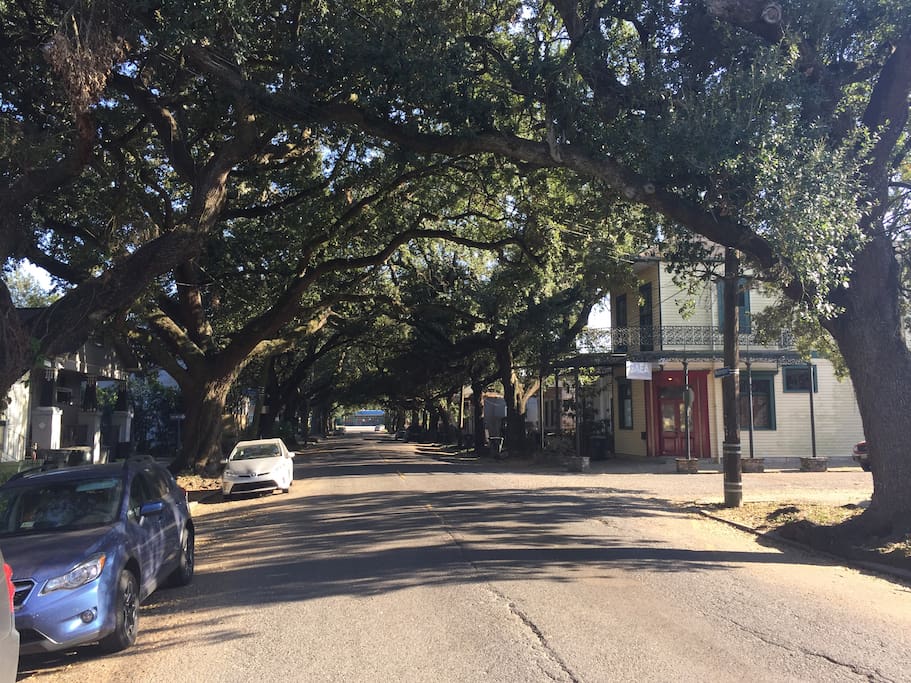 Our beautiful, tree-lined street