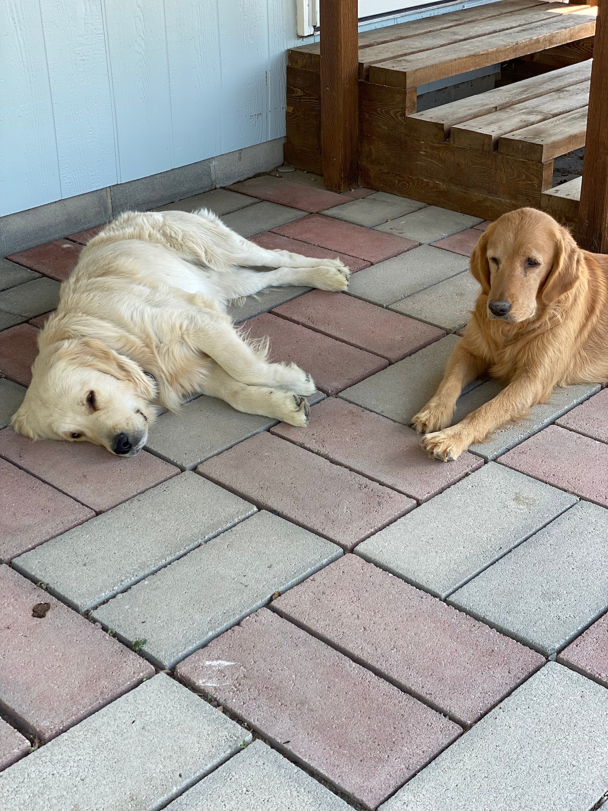 Two golden retrievers are resting on a patterned stone patio. One lays with its head on the ground, while the other is seated attentively, both enjoying the tranquility of their surroundings.