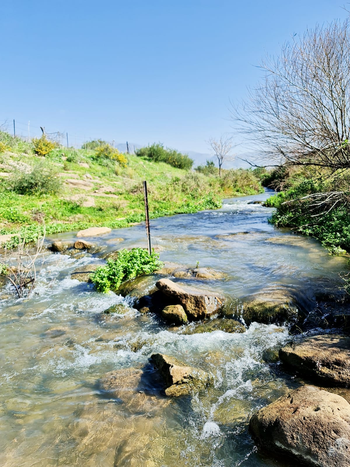 A gently flowing creek is visible, surrounded by lush greenery and scattered rocks. Bright sunlight reflects off the water, creating shimmering patterns. A few bare trees are positioned along the banks, enhancing the natural setting.