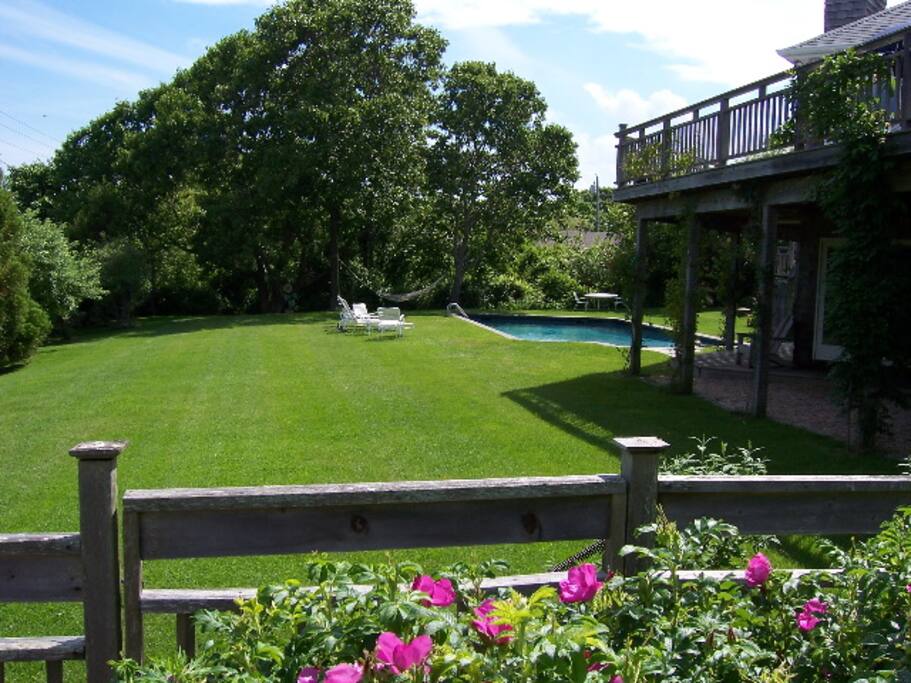Backyard Lawn