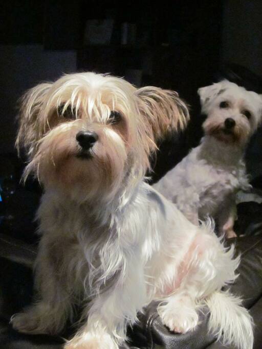 My 2 old Girls Molly and Willow