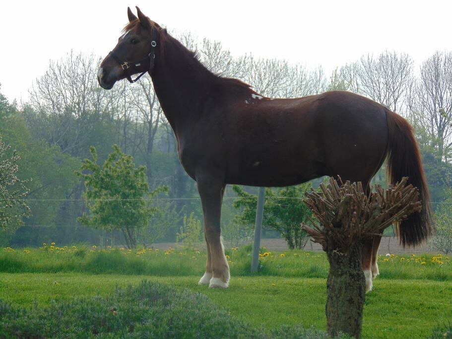 Nandor