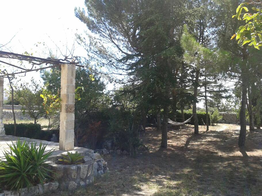 Pineta