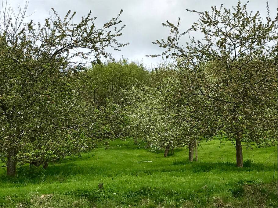 The orchard