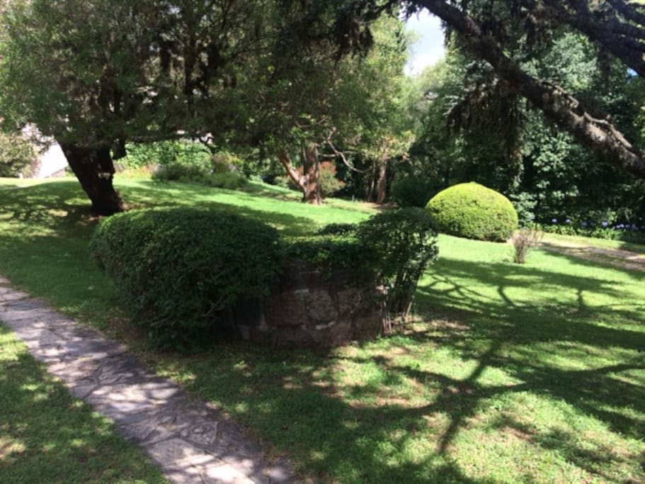 Driveway / Garden