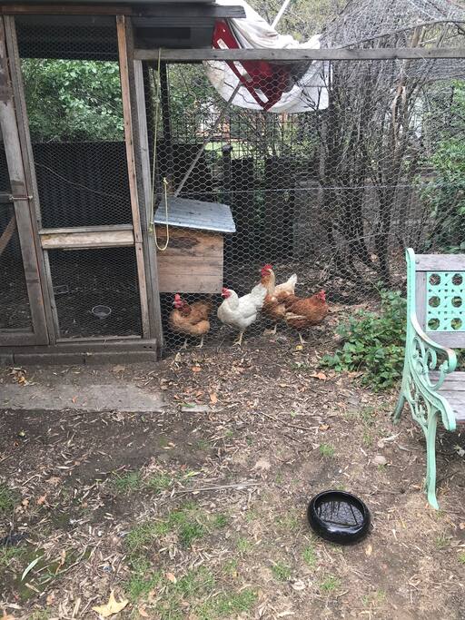 Fresh eggs if you go for the raiders