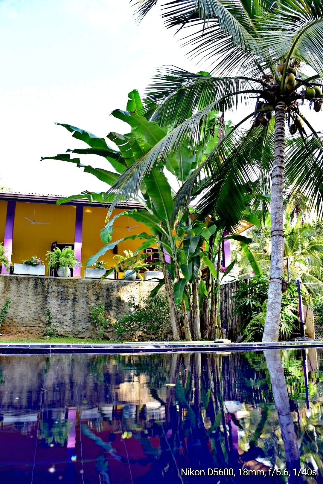 The private swimming pool reflects the surrounding greenery, with tall palm trees and lush banana plants framed against a vibrant yellow wall. In the background, an outdoor seating area invites relaxation amidst the tropical setting.