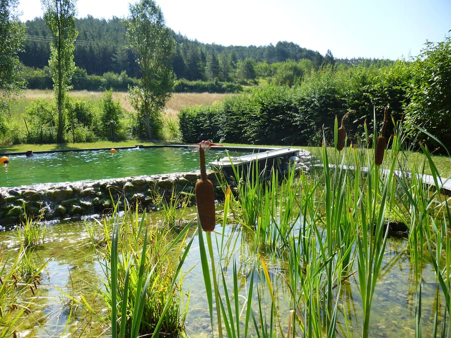 Bassin naturel dans un cadre verdoyant