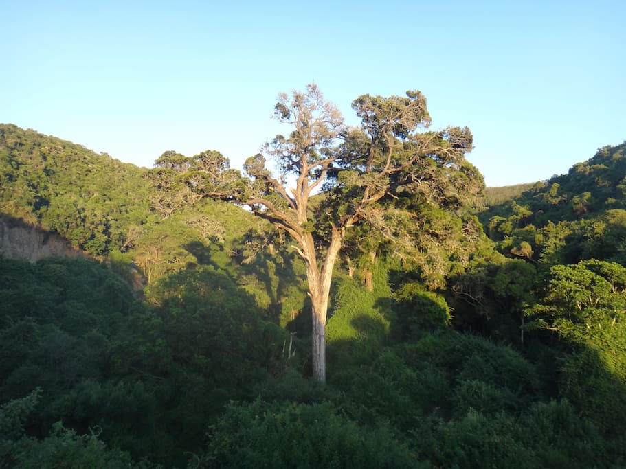 Slow down your driving and see the wise old Yellowwood trees in the Groot River pass towards Nature's Valley. It's an easy walk to them from the entrance of the camping site.