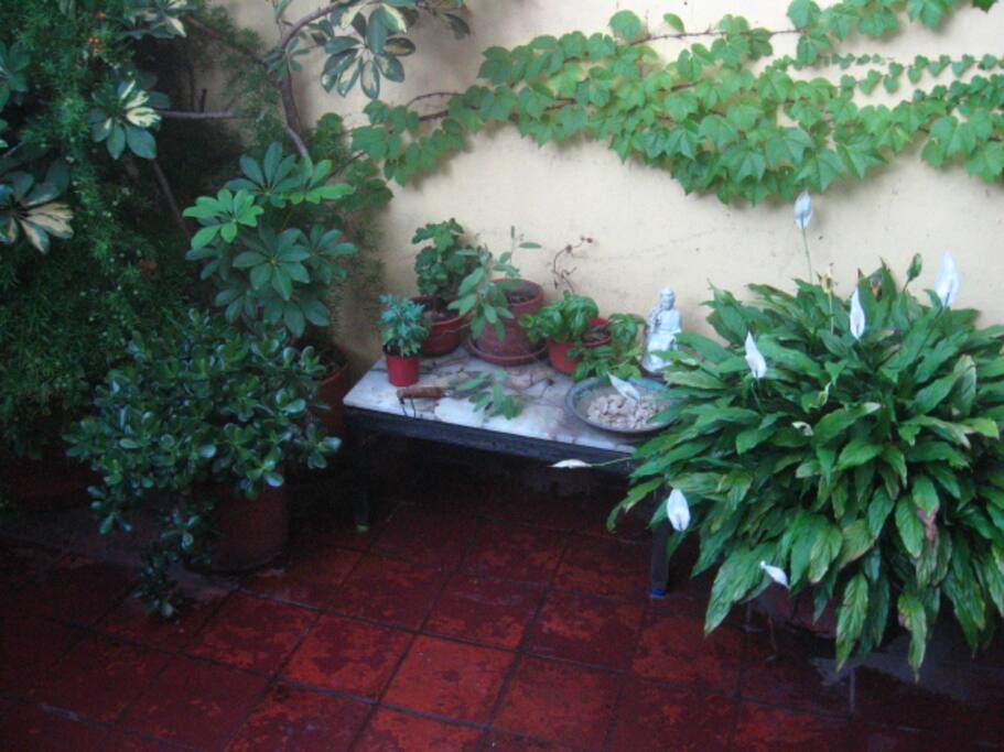 mucho verde... haganse amigos y rieguen!
