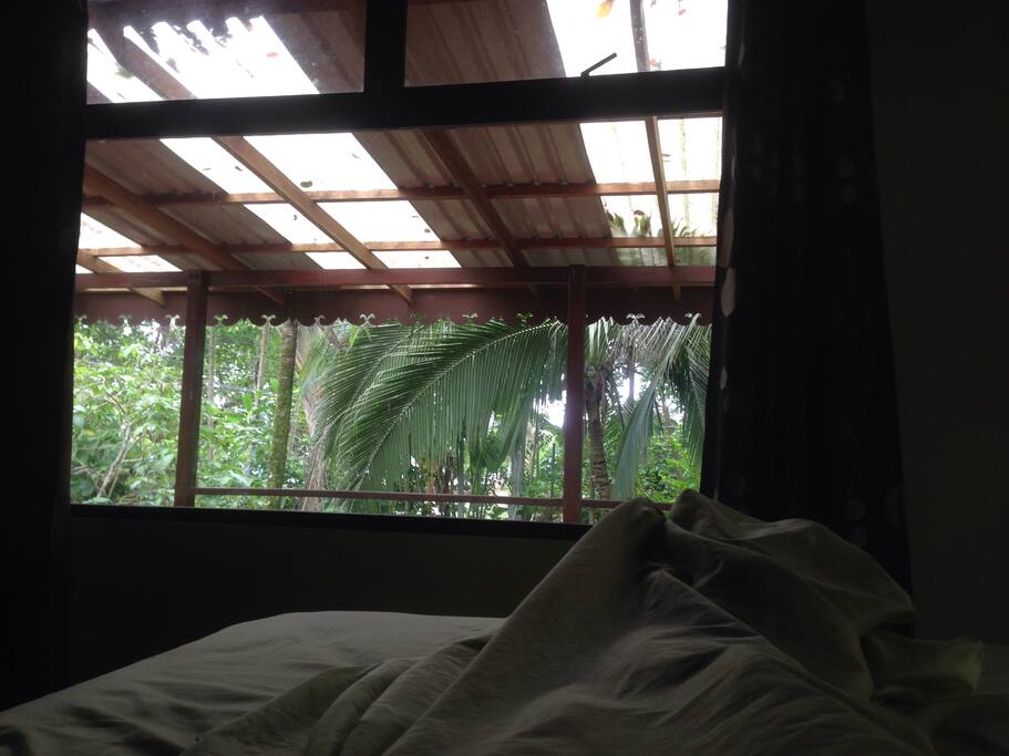 Despertando entre la jungla