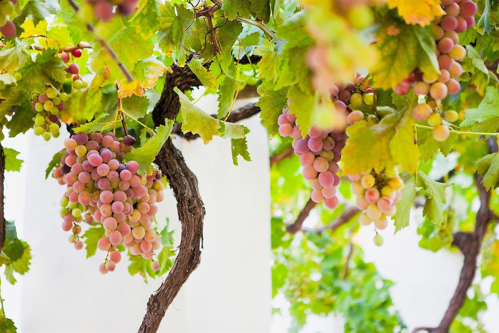 Situated on the Klein Nektar Wine & Olive Estate