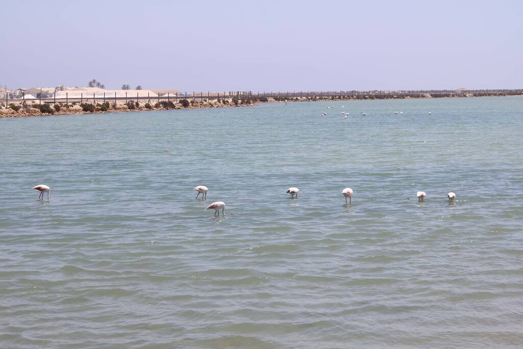 A 100 metros de paraje natural con flamencos y donde hay barro para el turismo interesado en salud