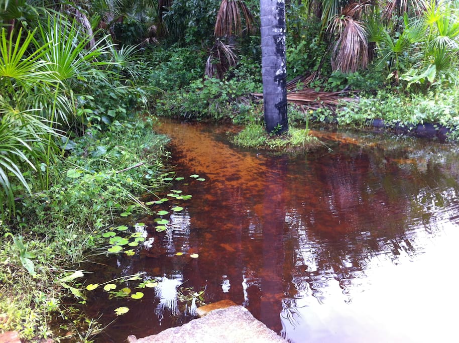 riacho de agua natural