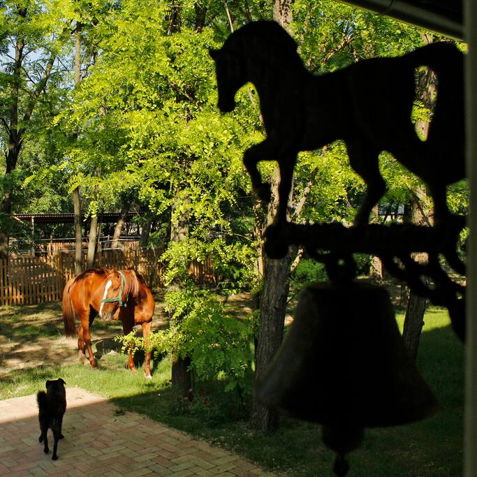 Harmony of animals together