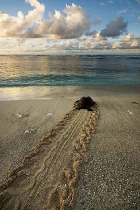 Turtles are laying here right out front at present.