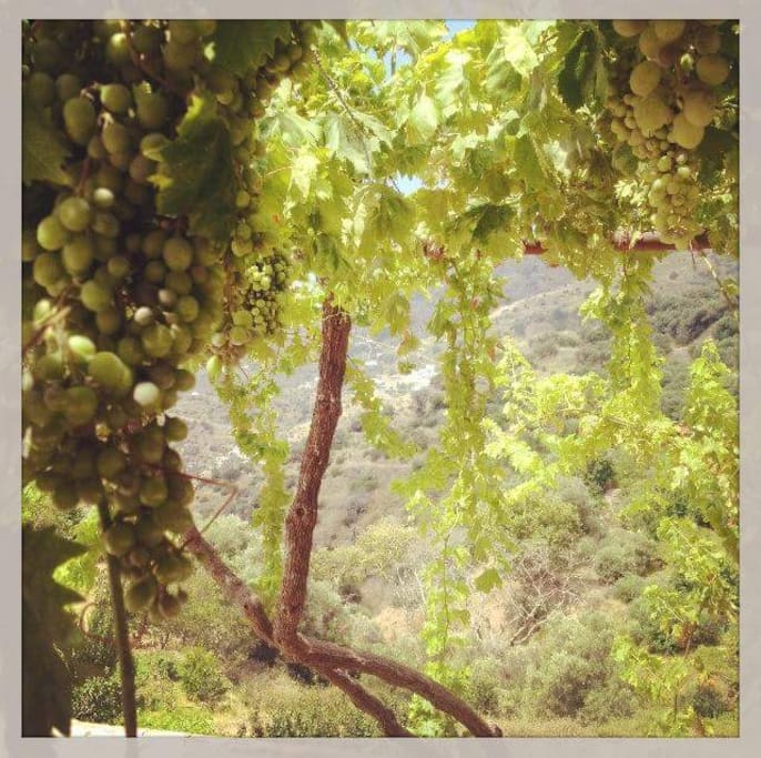 GRAPES FROM OUR YARD