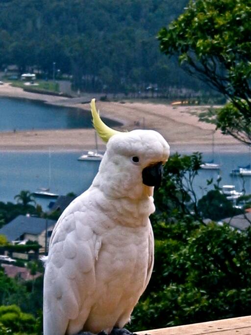 Amazing Bird life