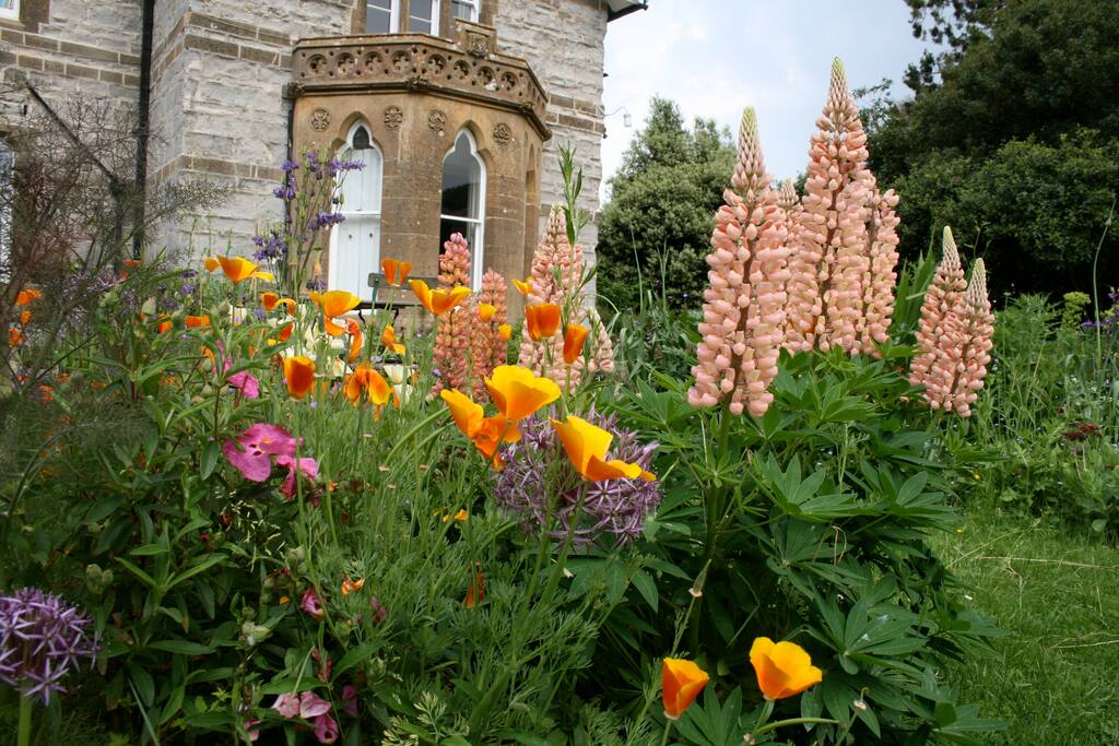 The garden in summer