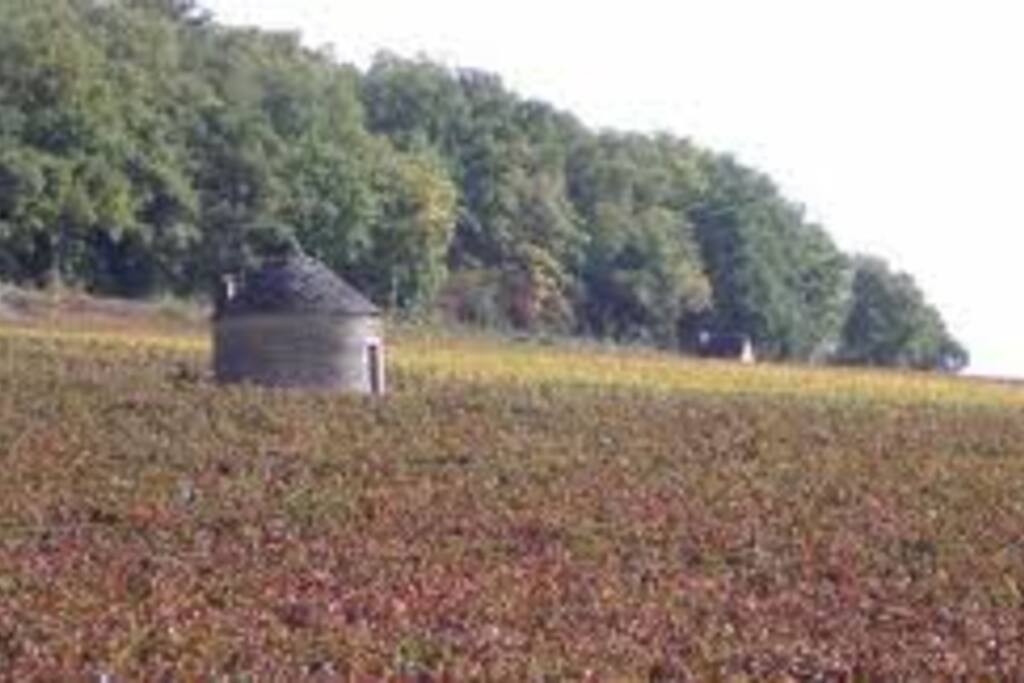 Cabote dans les vignes