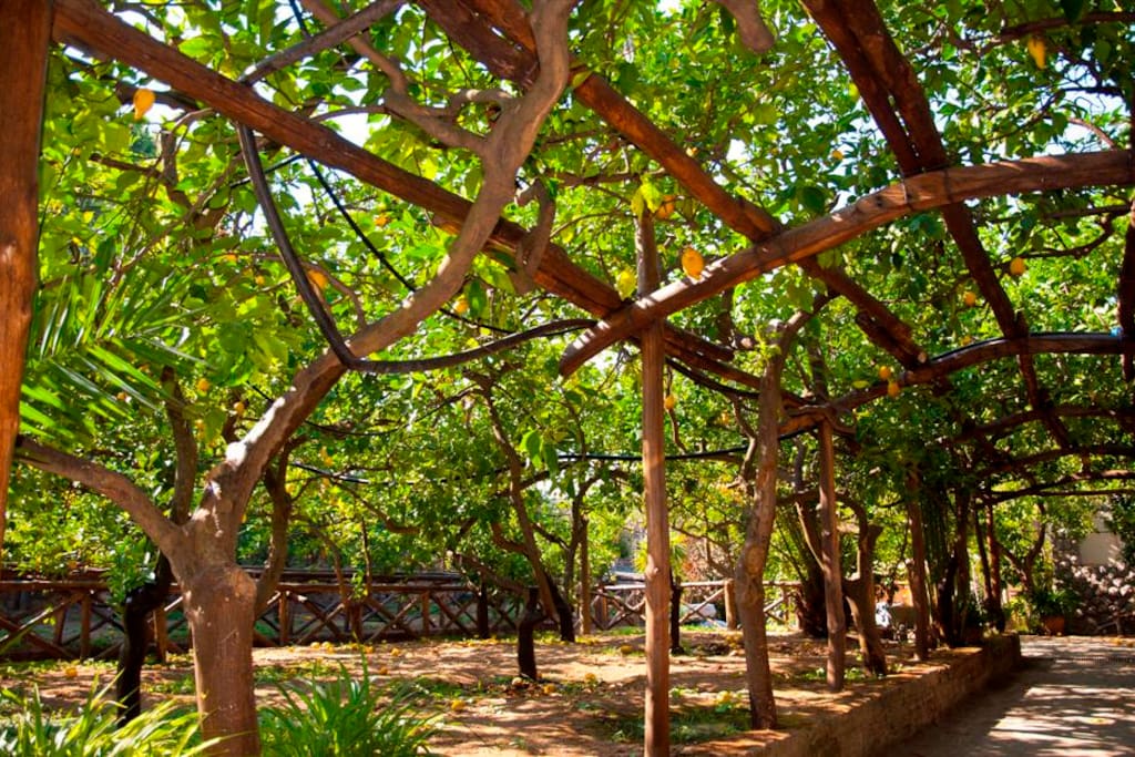 il nostro giardino