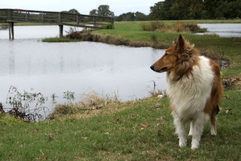 Meet Lady, our greeter!