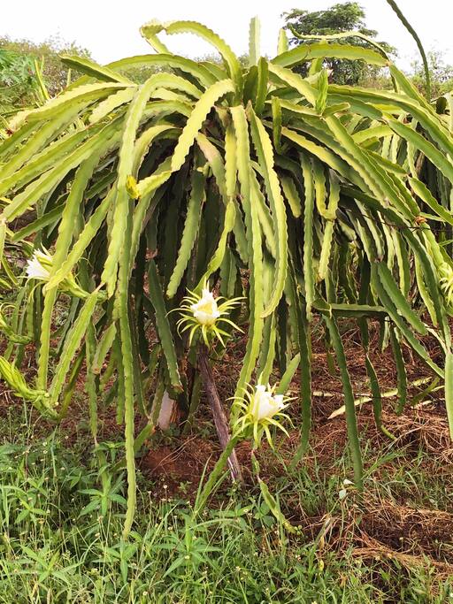 Local Dragon fruit blossoms
