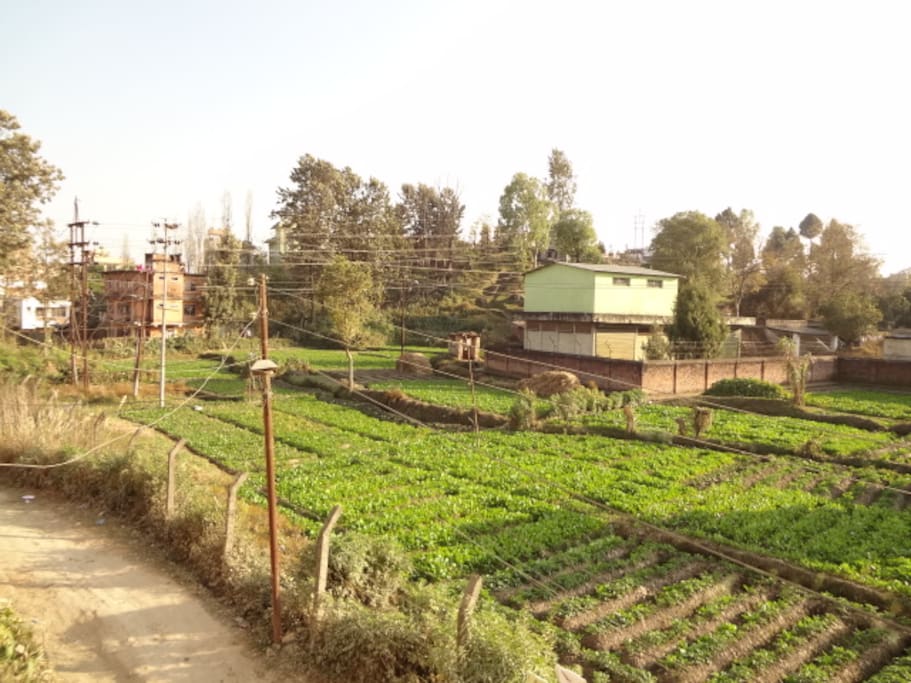 The green surroundings