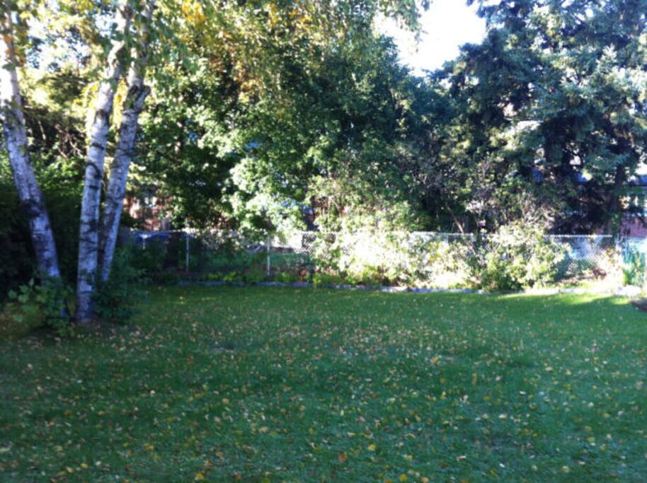 the large backyard