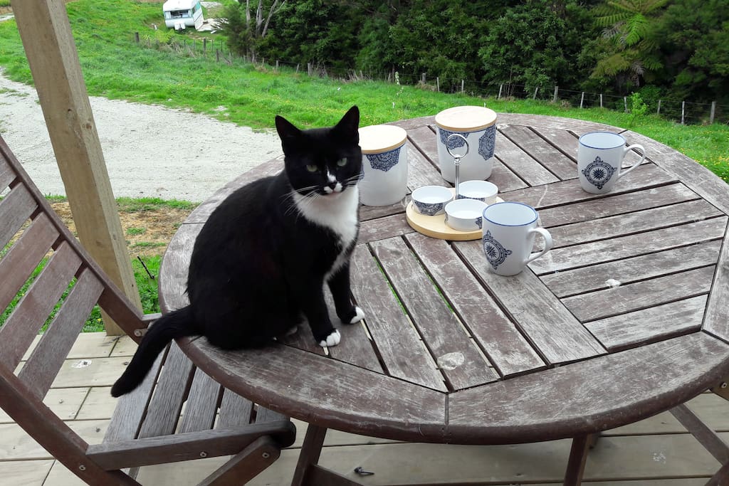 Blackie is a cheeky cat who loves to visit