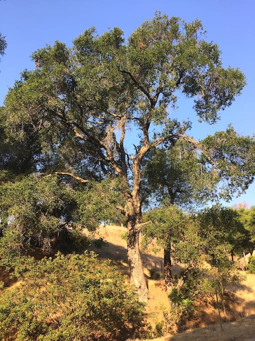 Amazing native California trees grace this blessed land