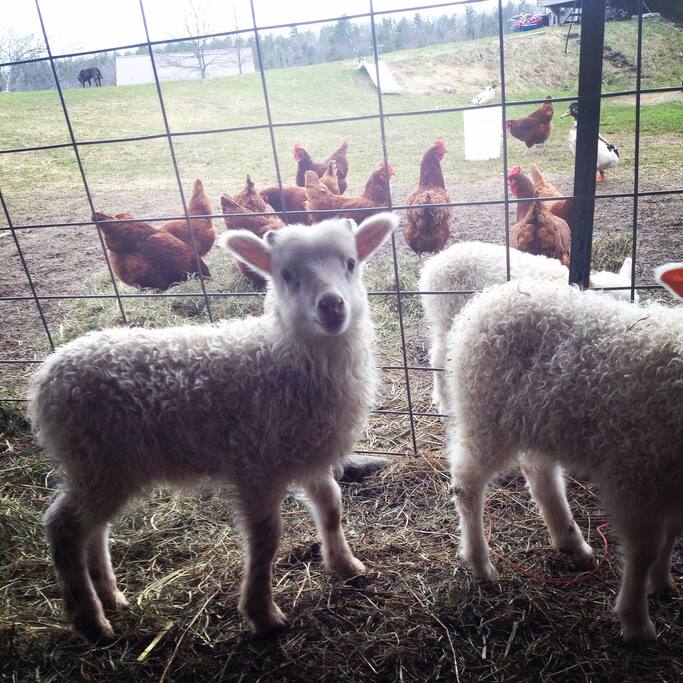 Spring time means cute little lambs!