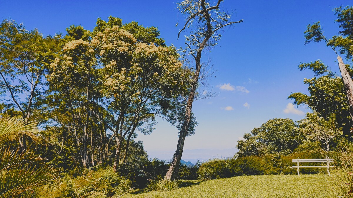 A serene outdoor scene features tall trees and lush greenery under a clear blue sky. A white bench is positioned among the vegetation, providing a peaceful spot for relaxation while overlooking distant hills in the background.