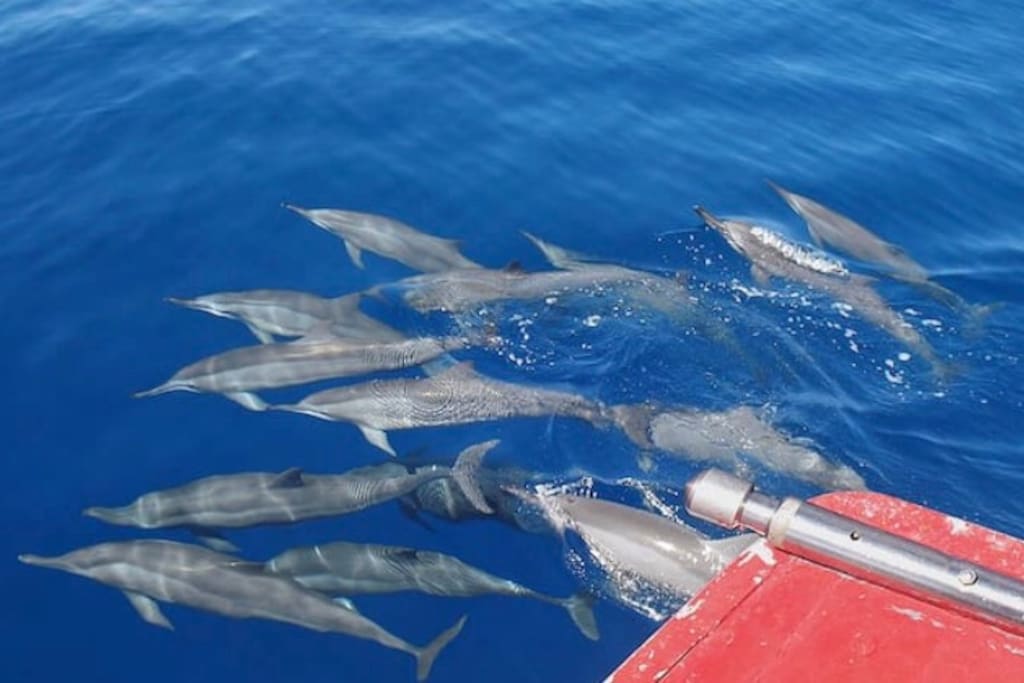 Dolphins