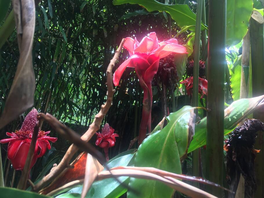 One of our tropical flowers: Bastão do Imperador
